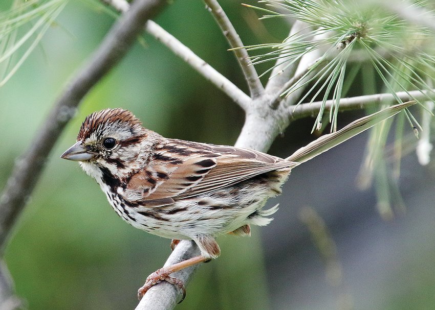 A sparrow with a song - The Timberjay